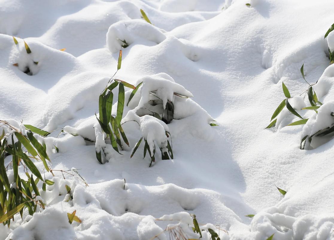 雪后寒  第1张