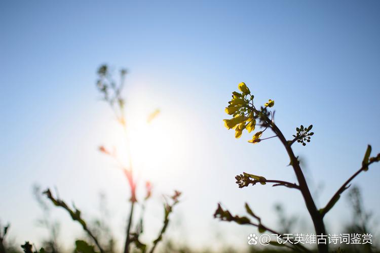 四月的阳光  第1张