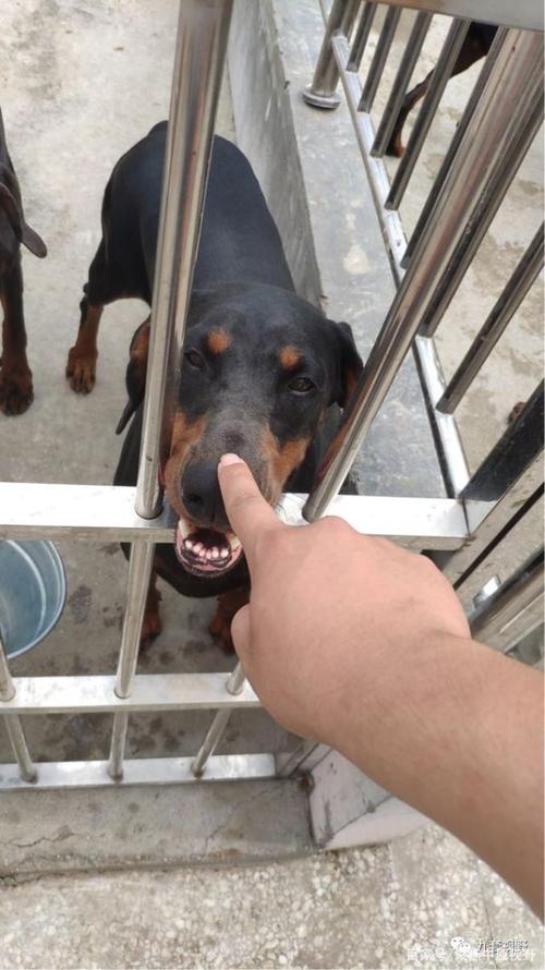 想起黑大个  第1张