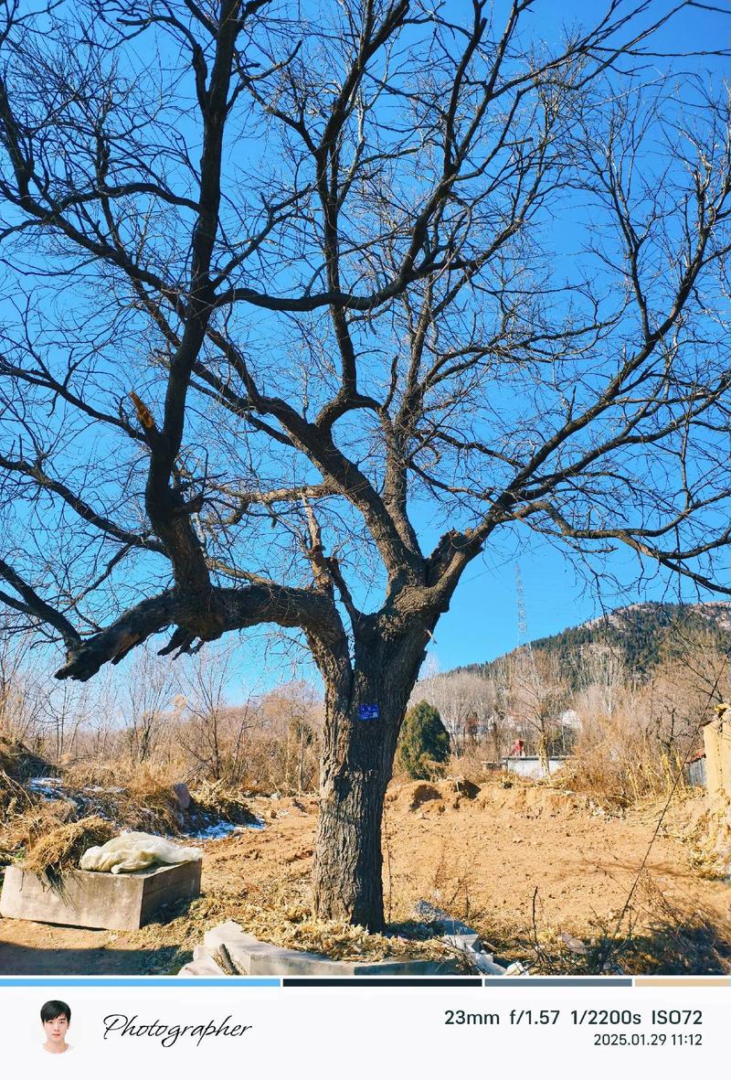 家乡的大树  第1张