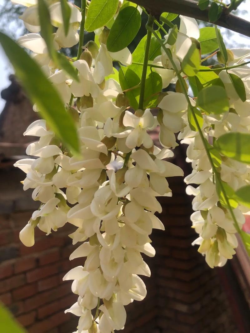 今年槐花分外香  第1张