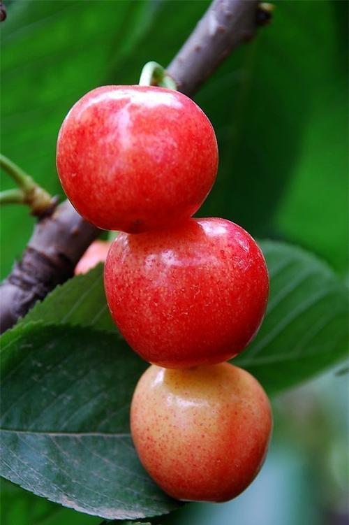 最美的结果  第1张