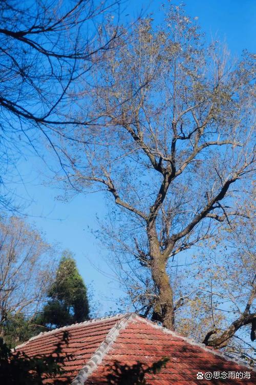 晚来的晴天  第1张