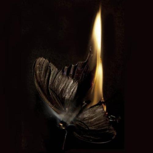 飞蛾扑火  第1张