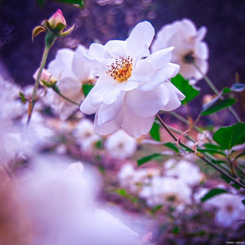 轻轻浅浅的流年  第1张