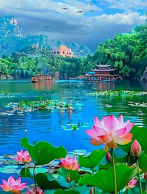 莲花三月湖上游  第1张