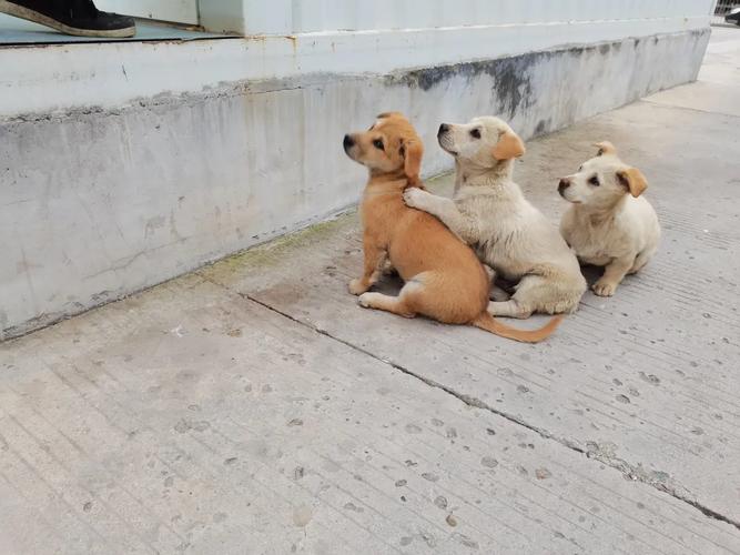 三只小狗(原创)  第1张