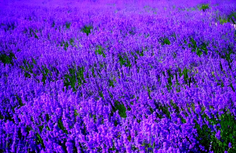 默默等待的薰衣草【二】  第1张