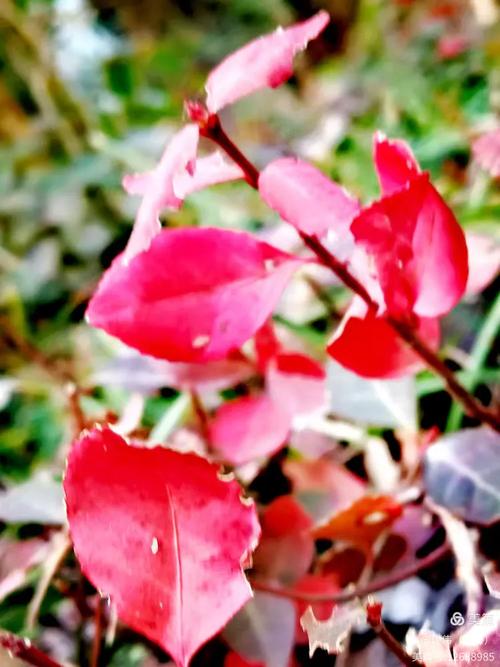 那一抹红色  第1张