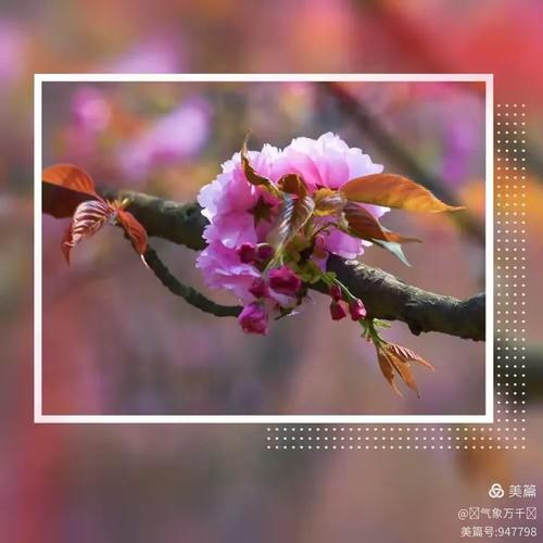 樱花树下相思递  第1张