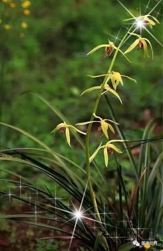 静若幽兰  第1张