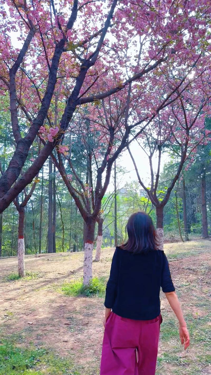 错过的美丽  第1张