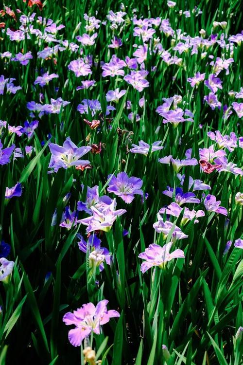 鸢尾绝响  第1张