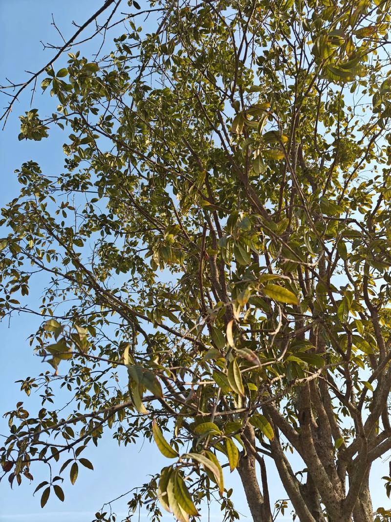 苍翠诗意  第1张