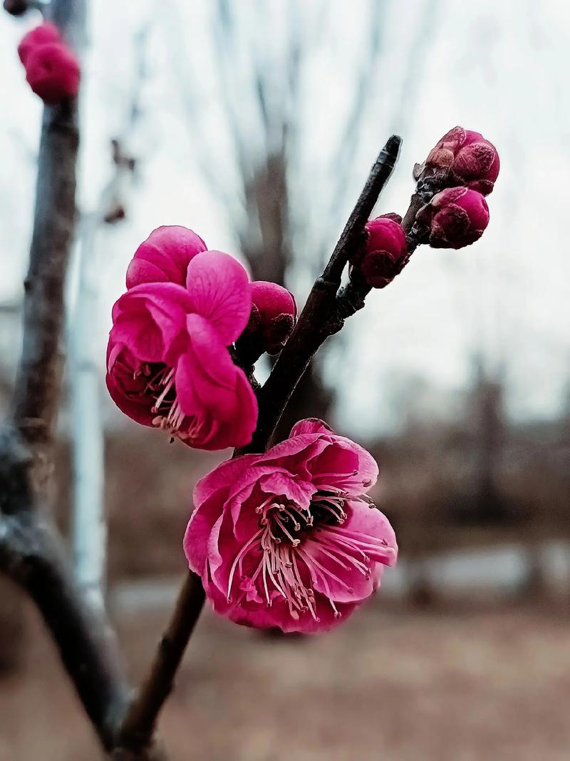 春来，很轻，很浅  第1张