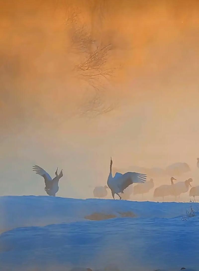 愿化闲云似野鹤  第1张