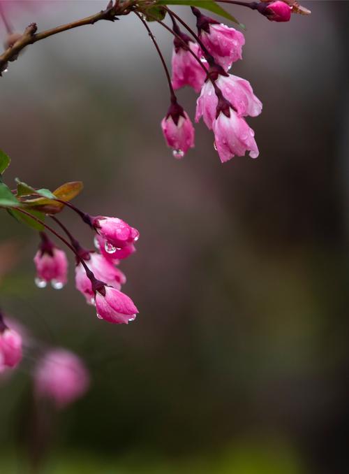 春雨  第1张