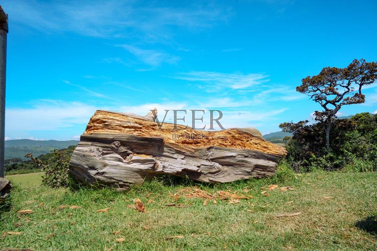 一棵倒下的树  第1张