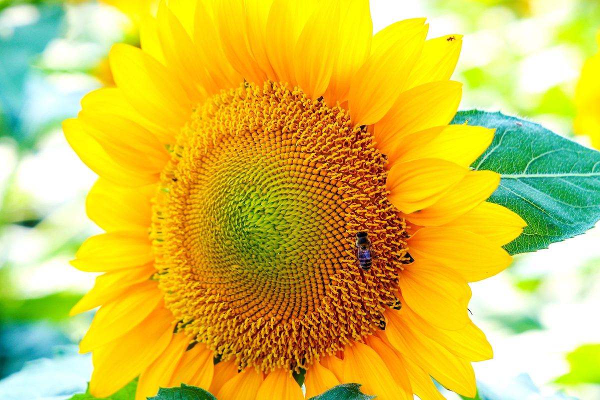 正版的向日葵  第1张