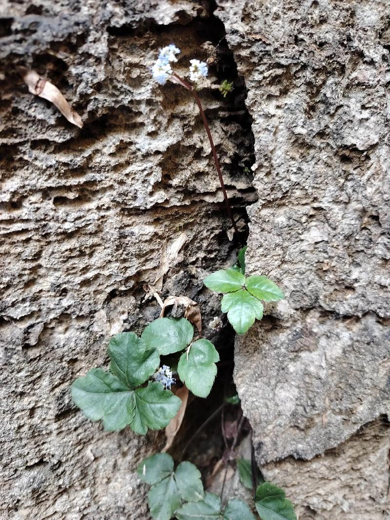 一抹新绿  第1张