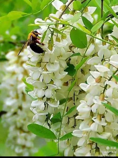 槐，初夏的一个美丽传说  第1张