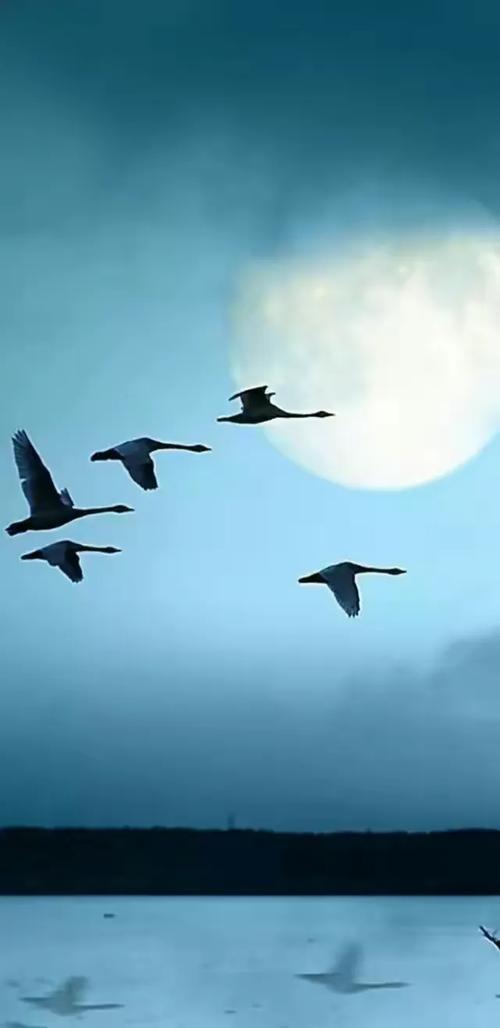 寻觅一支悠远的歌  第1张