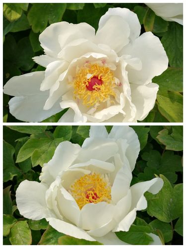 许你一生国色。  第1张