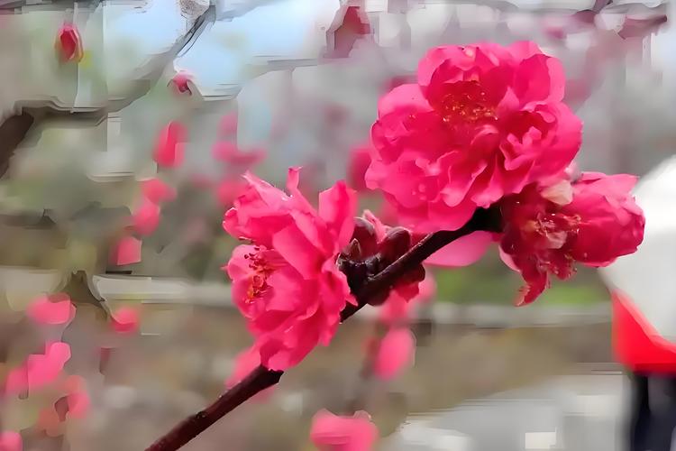 桃花依旧  第1张