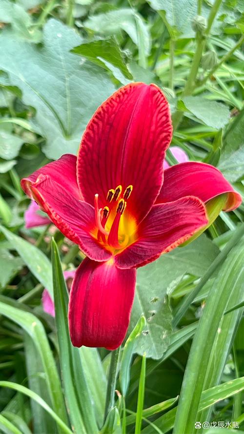 幽幽萱草香  第1张