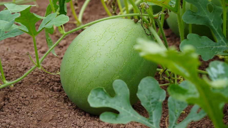 等待成熟的西瓜  第1张