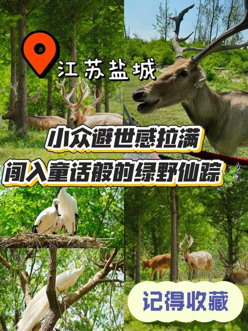 麋鹿小城  第1张