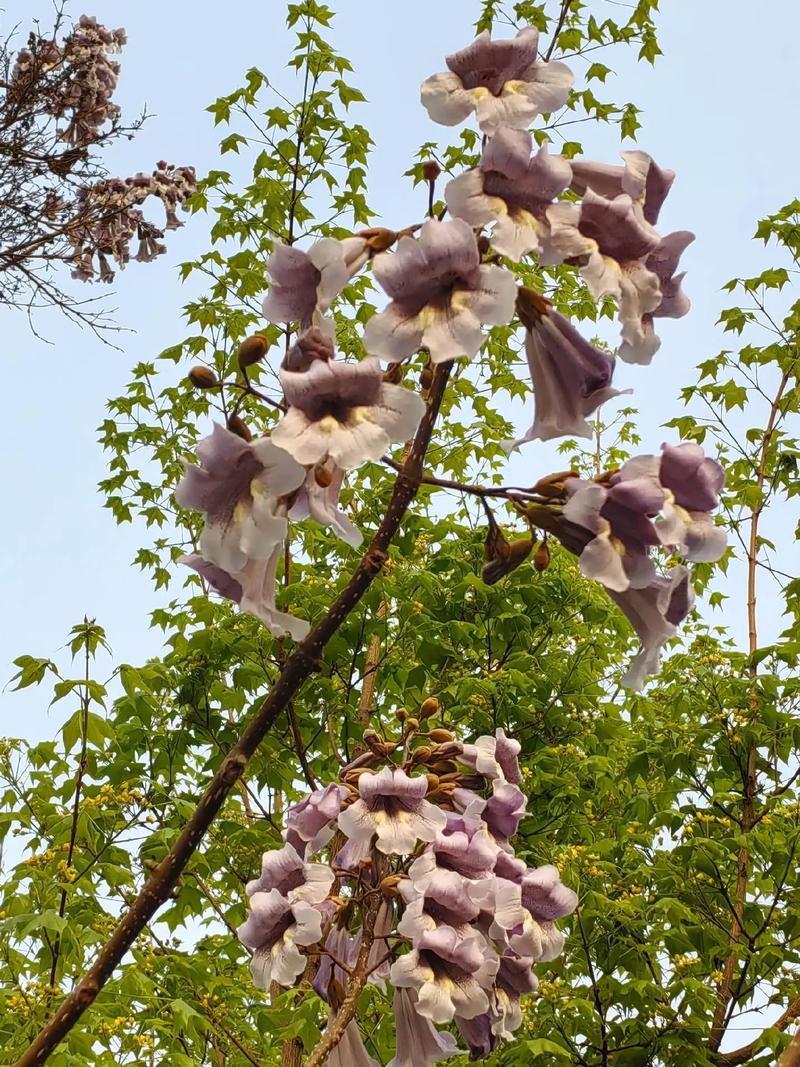 亲爱的，你看那梧桐花儿开了  第1张