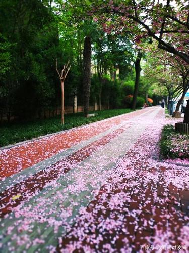 盛落樱花  第1张