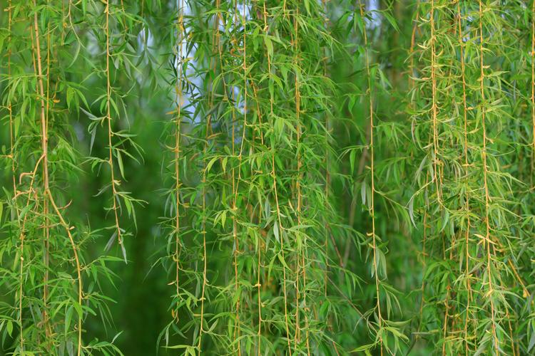 柳叶青青  第1张