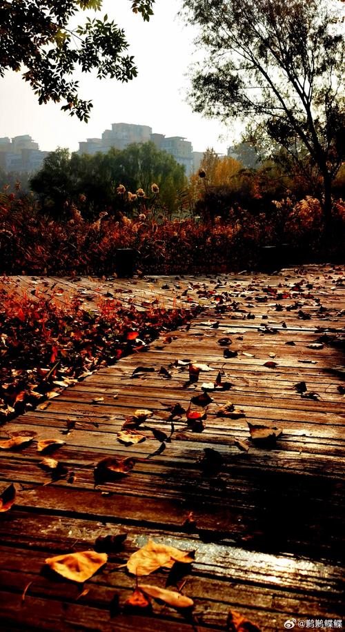 《伤秋》  第1张