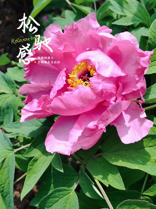 减字木兰花  第1张