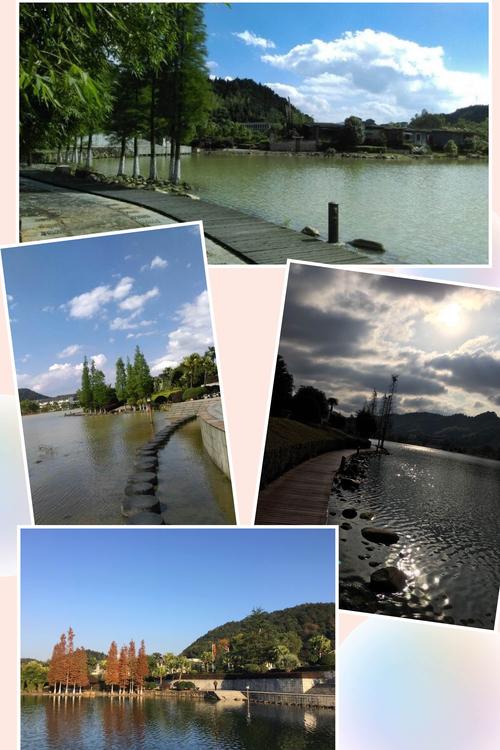 飞越我的枫杨树故乡  第1张