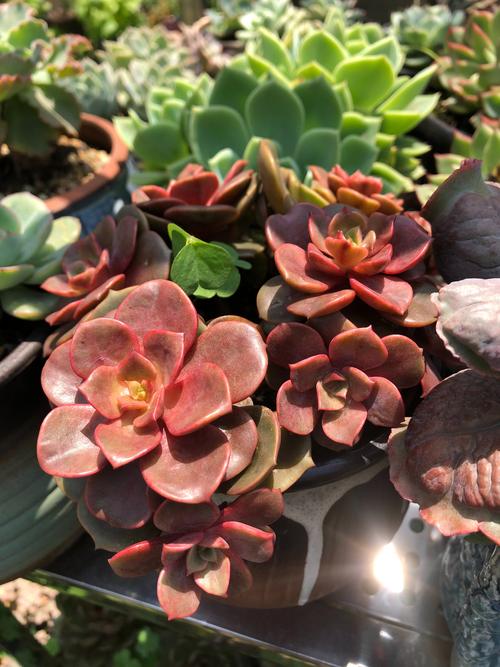 时光的香气  第1张