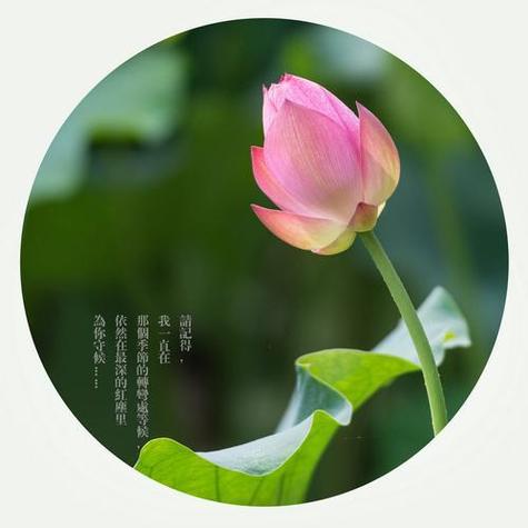 往事如烟，流年静好  第1张