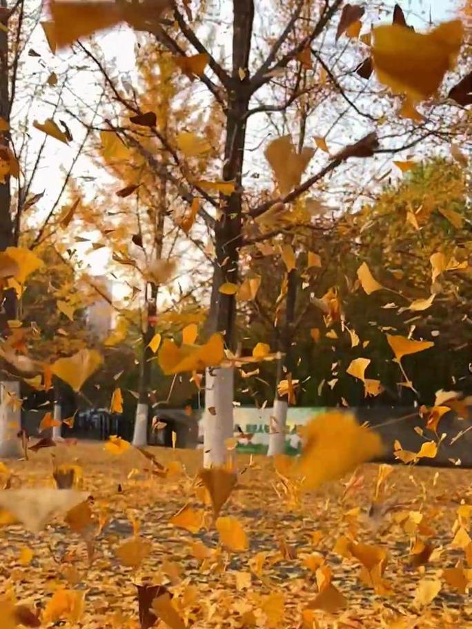 飘落的叶子  第1张