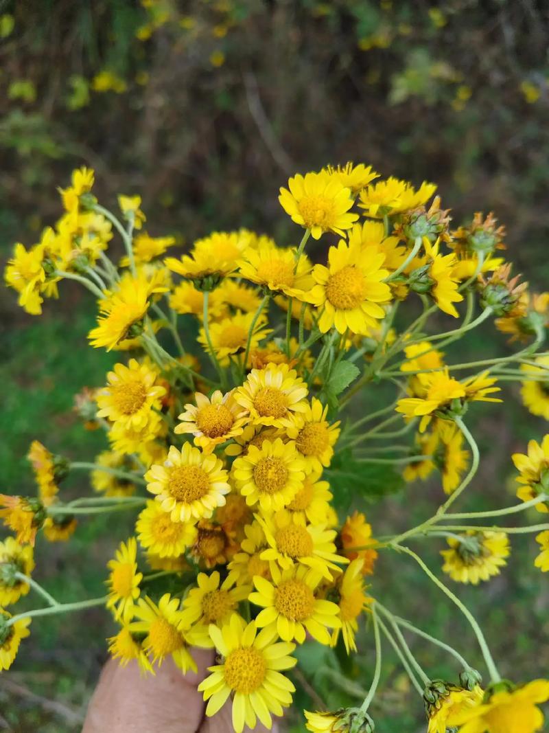 怒放的野菊花 第1张 怒放的野菊花 第1张