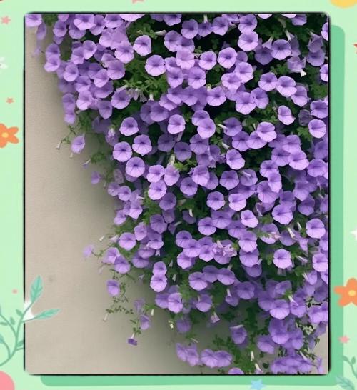 月光下,淡紫色的牵牛花 第1张 月光下,淡紫色的牵牛花 第1张