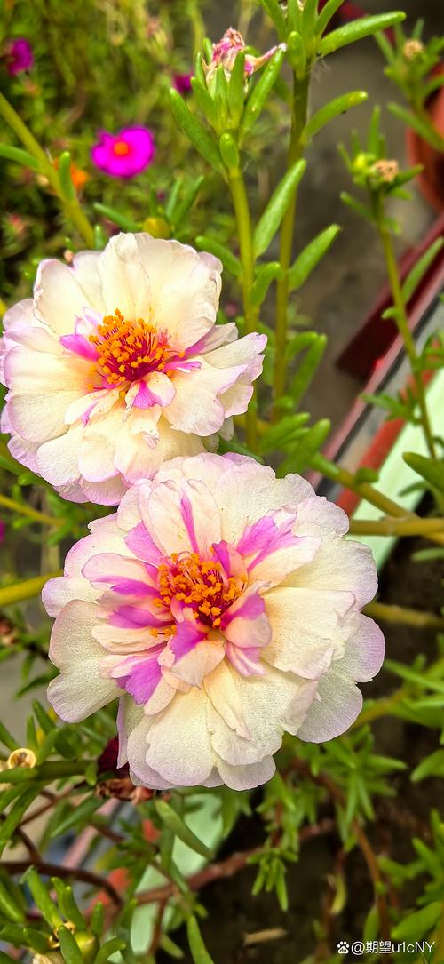 美丽也是一种力量  第1张