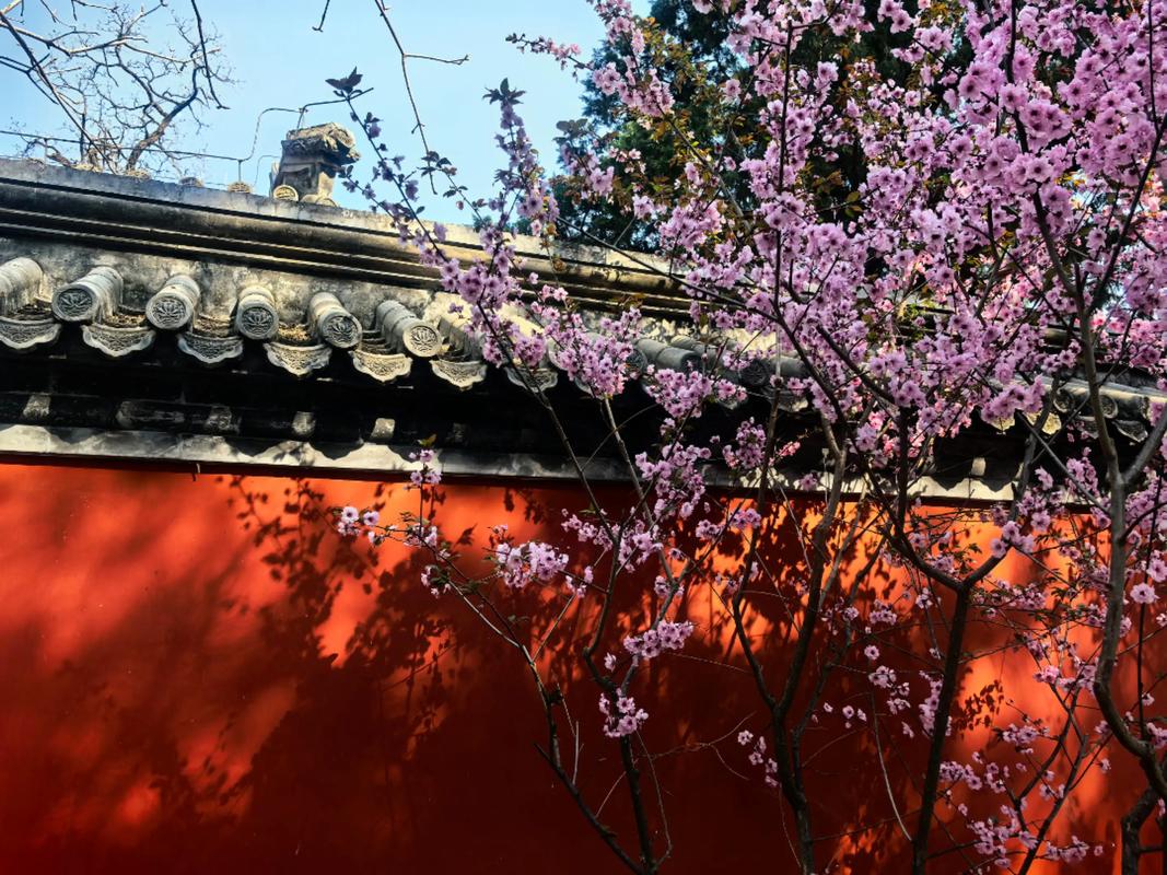 杏党出墙花自零  第1张