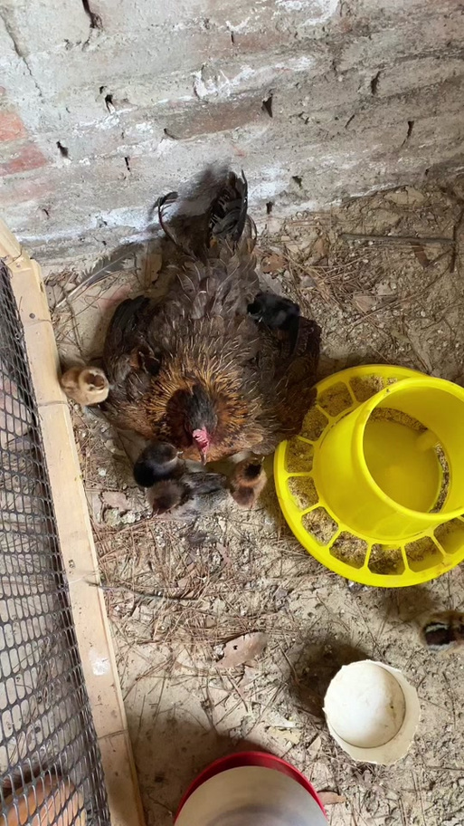 心疼抱窝鸡  第1张