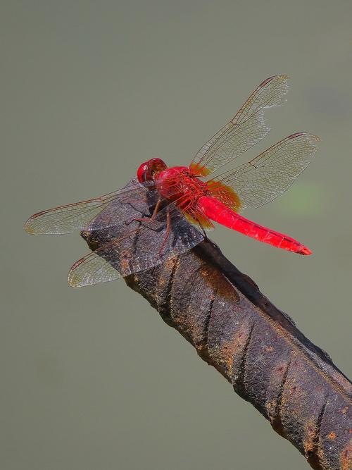 红蜻蜓  第1张
