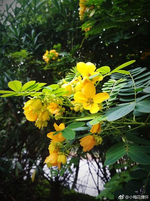 花落无痕  第1张