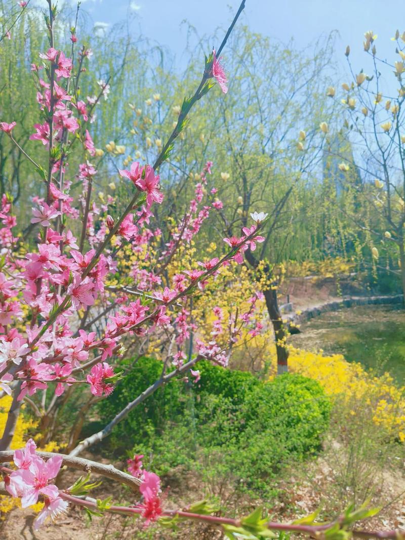 又是阳春三月天  第1张