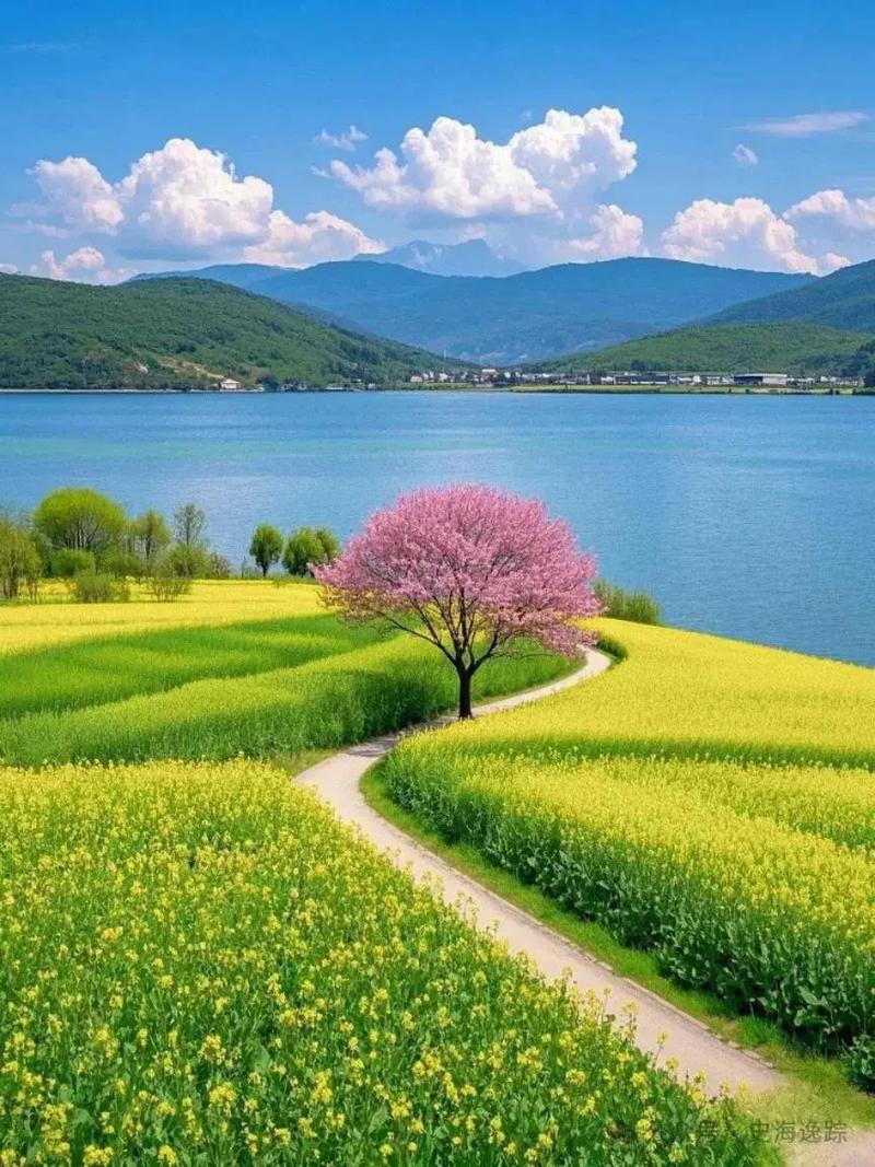 油菜花的三月情怀  第1张