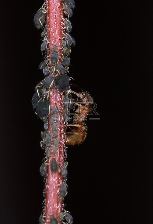 蚜虫与蚂蚁  第1张